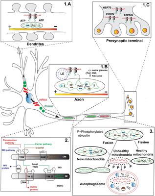 Frontiers | Axonal Transport And Mitochondrial Function In Neurons